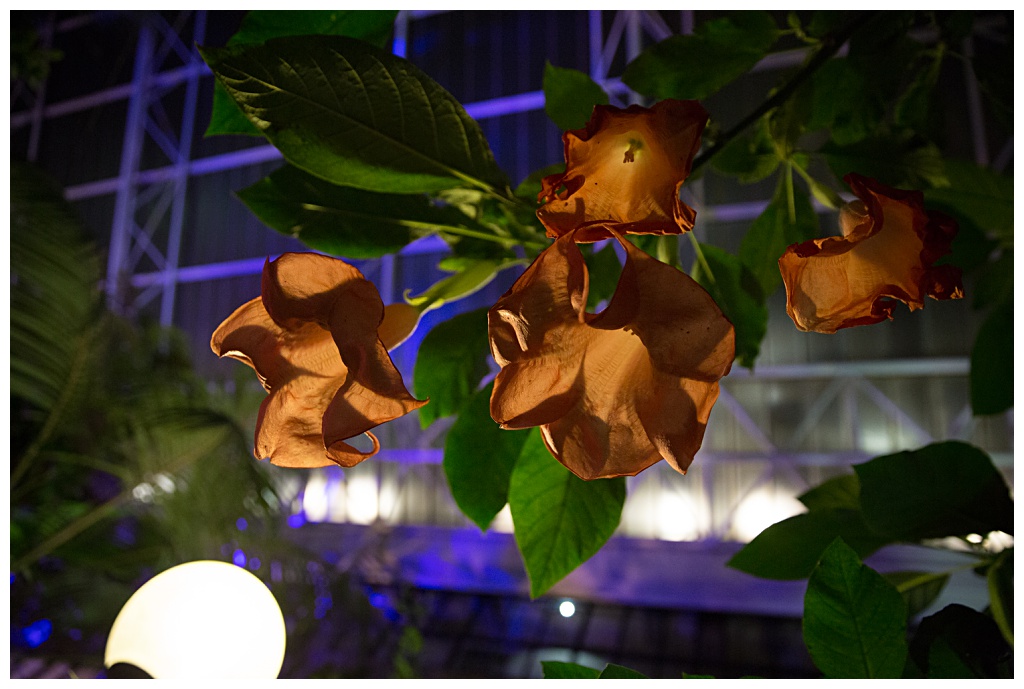 Beautiful flowers in the conservatory of the Barbican