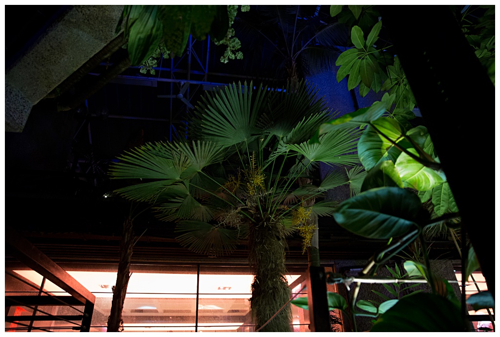 Palm leaves at the Barbican conservatory